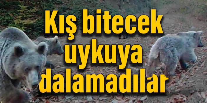 Kış bitecek, uykuya dalamadılar