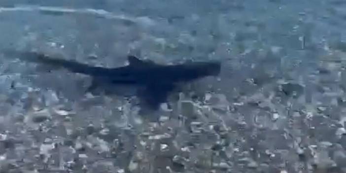 Muğla kıyılarında köpek balığı görüldü