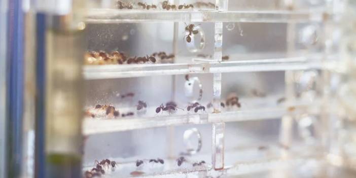 Önemli keşif: Kanseri karıncalar tespit edecek