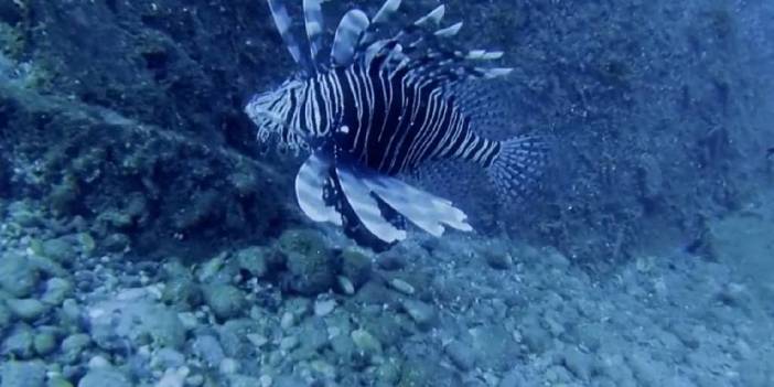 Zehirli ve yakıcı: Bu türe dikkat!