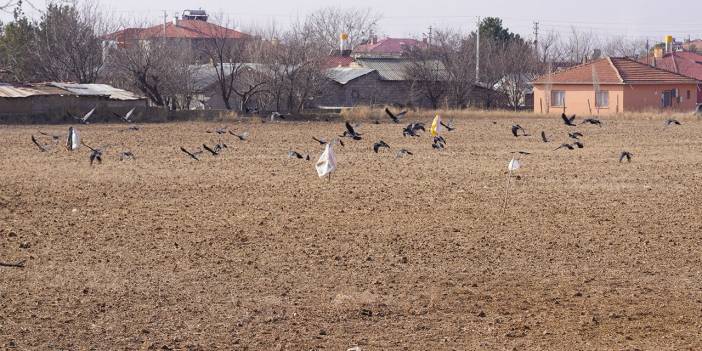 İnsanlar ile kargalar arasında buğday kavgası