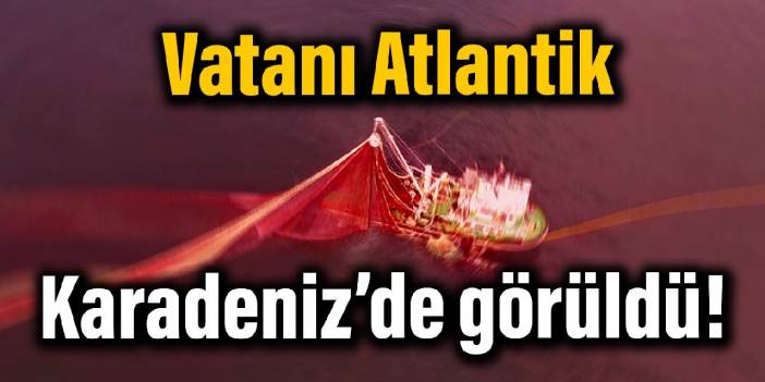 Vatanı Atlantik: Karadeniz’de görüldü!