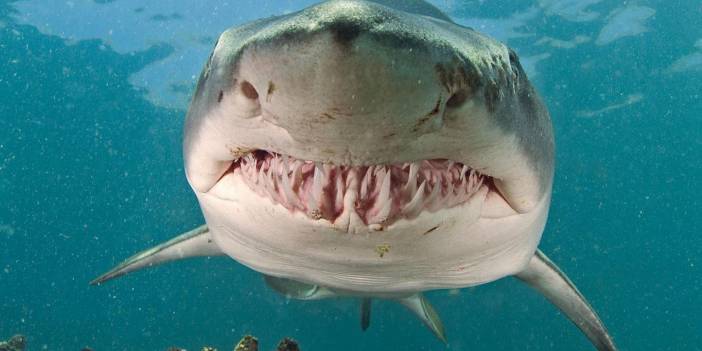 Henüz 16 yaşındaydı... Köpekbalığı saldırısında can verdi