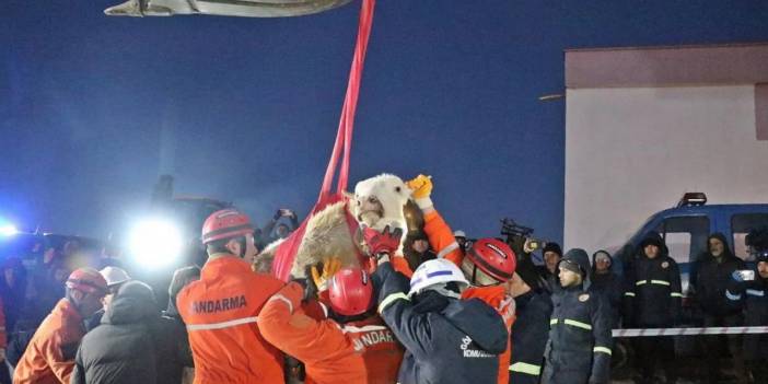Bircan inek 11 gün sonra enkazdan kurtarıldı