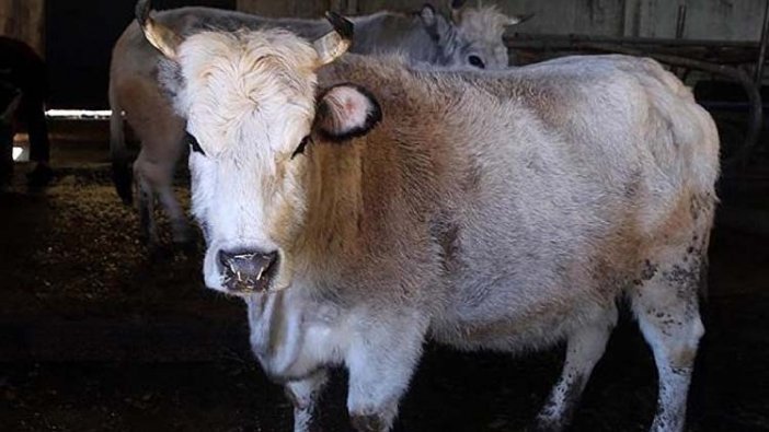 Rusya: Türkiye'ye sığır eti satışı bu yıl başlayacak