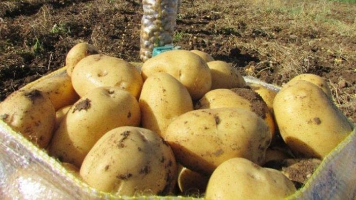 İthalatın önü açıldı: Patateste gümrük vergisi sıfırlandı
