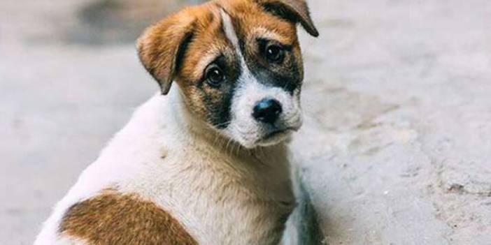 Meclis'te tarihi hafta: Hayvanları Koruma Kanunu geliyor