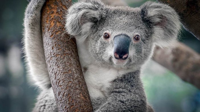 Avustralya'da en az 350 koala öldü