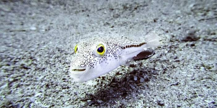 İstilacı balon balıkları Adana'dan ayrıldı