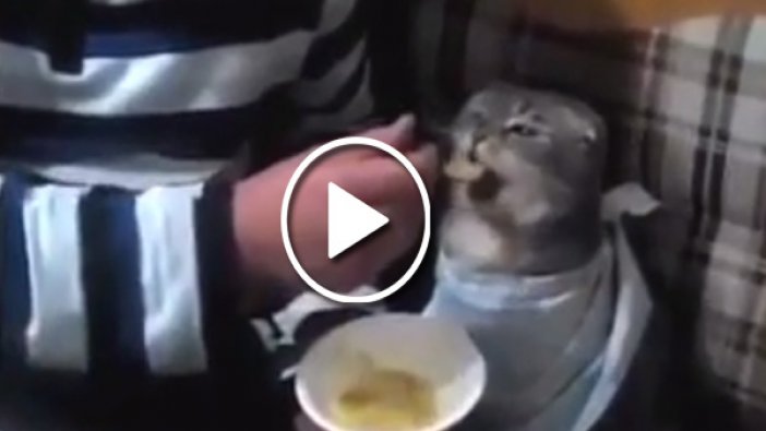 Hasta kedisine elleriyle çorba içirdi