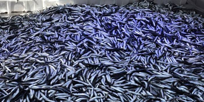 Hamsi fiyatlarında rekor yükseliş