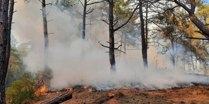 Manavgat’ta orman yangını