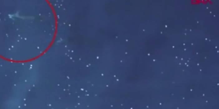 Yunuslar sosyalleşirken görüntülendi