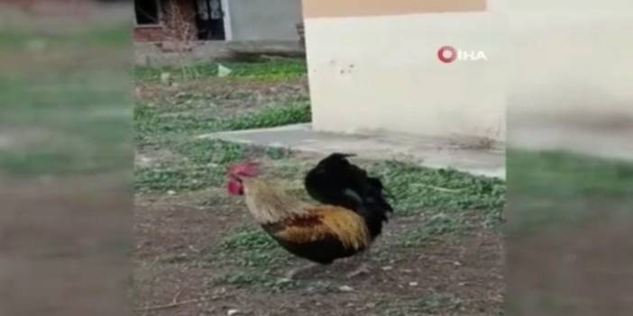 Bayılana kadar öten horoz gündem oldu