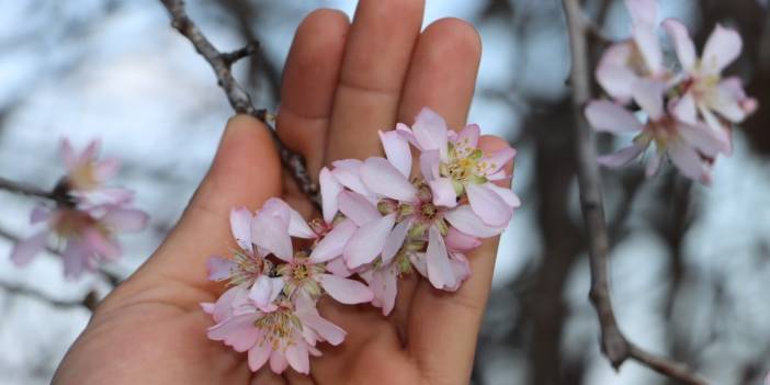 Yalancı bahar, çiftçiyi tedirgin ediyor