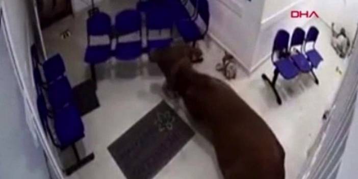 İnek hastaneye girdi