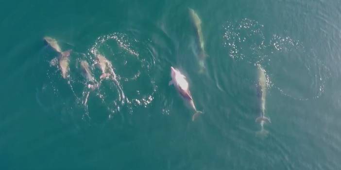 Yunusların deniz keyfi havadan görüntülendi