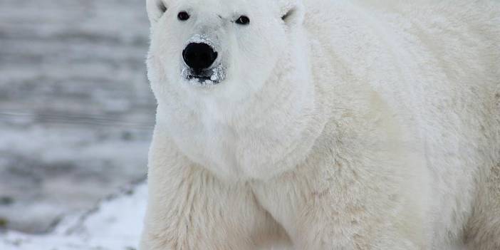 Rusya'da kutup ayısı evin çatısına çıktı