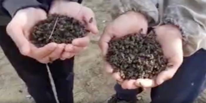 Telef olan binlerce arısını gömüp başında dua etti