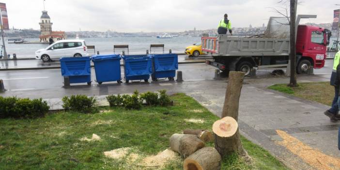 Üsküdar'da şaşırtan olay: Ağaçları kesmeye çalıştılar
