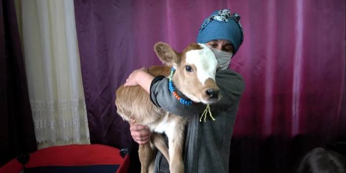 Buzağı Güneş’e bebek gibi bakan Nezahat annesi