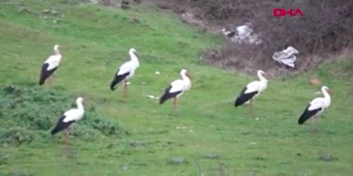 İstanbul'u leylekler bastı
