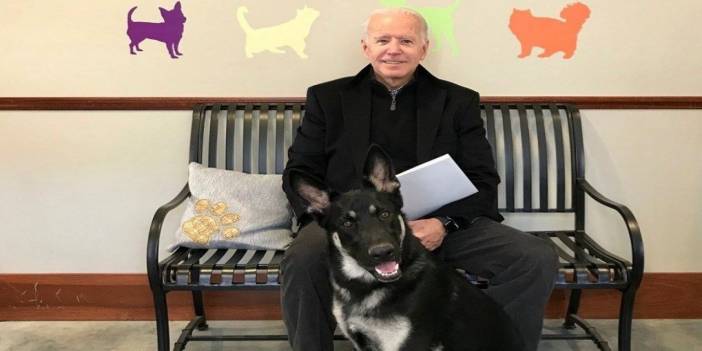 Biden'ın çalışanını ısırdığı için gönderilen köpekleri geri döndü