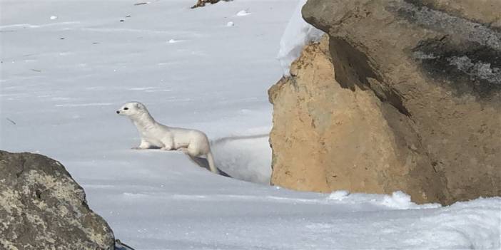 Kars'ta kar yağdı, beyaz gelincik ortaya çıktı