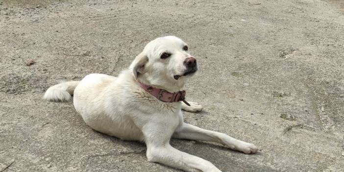 'Pamuk' köpek, sahibini 14 gün hastane kapısında bekledi