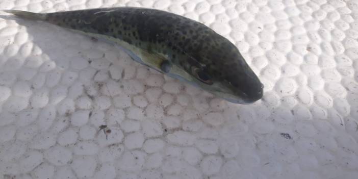 Balıkçıların kabusu Marmara'da ilk defa yakalandı