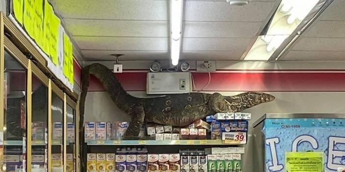 Dev kertenkele markete girdi