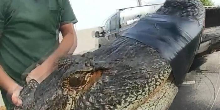 Otoparkta 3 metrelik timsah yakalandı