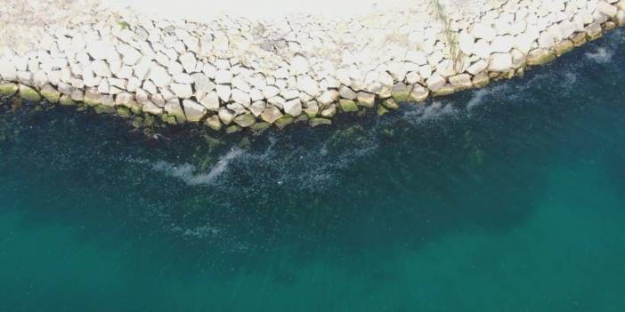 Kız kulesi denizanası istilası altında