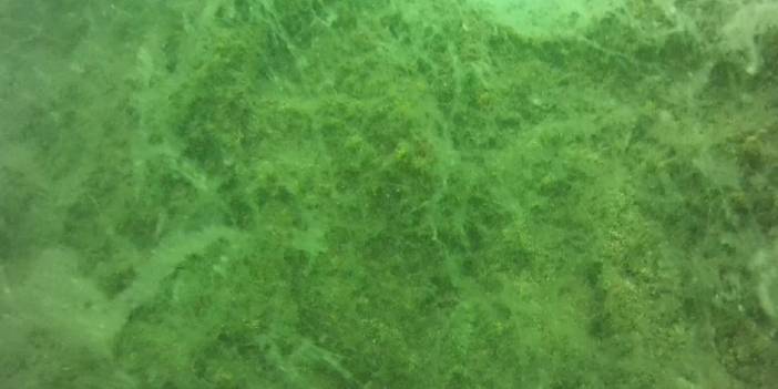 Marmara'nın derinliklerinde 'deniz salyası' görüntülendi