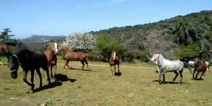 İBB'nin MHP'li belediyeye hibe ettiği 50 at kayboldu