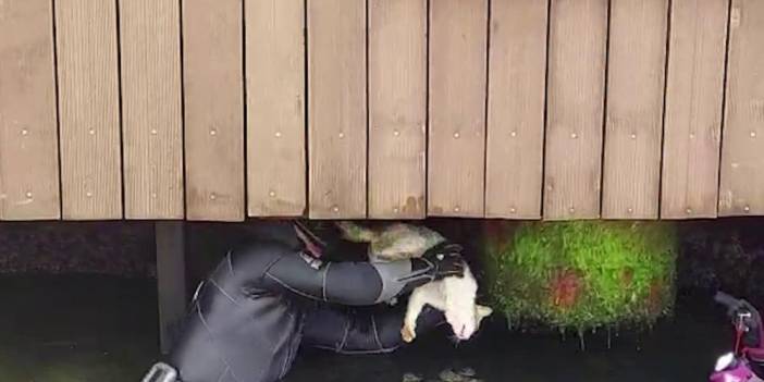 Sahil güvenlik ve dalgıç ekiplerinden kedi kurtarma operasyonu