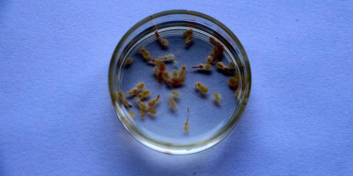 Ölümcül parazitin adını Adana koydular