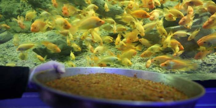 Akvaryum balıkları, sebze ve meyve karışımıyla besleniyor