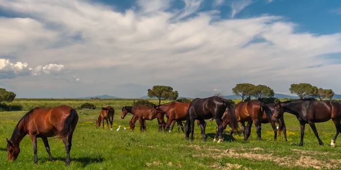 Kayıp atlara ne olduğu ortaya çıktı