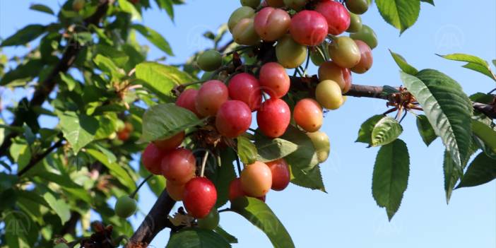Sezonun ilk kirazı Manisa'da hasat edildi