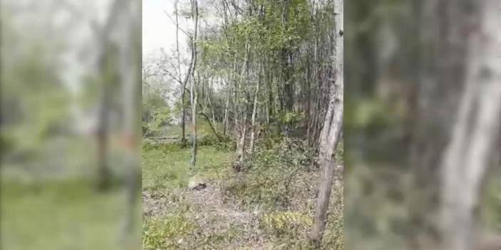 Fatsa'nın 'Nazar Boncuğu' yok ediliyor