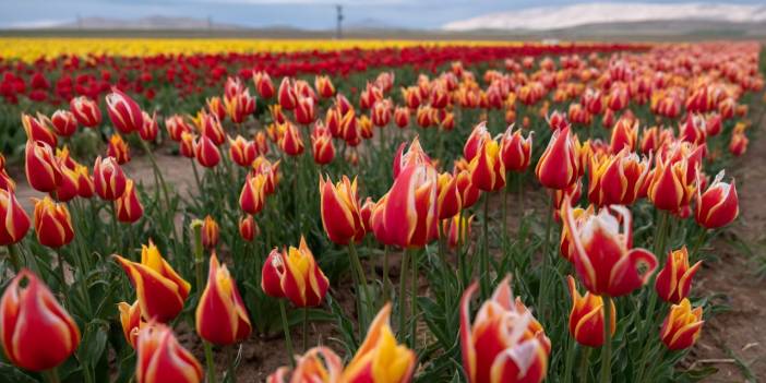 Lale tarlalarında Covid-19 önlemi