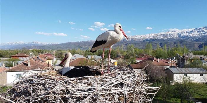 Kuraklık leylekleri de etkiledi