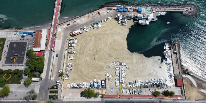 Marmara Denizi'nde deniz salyası istilası artarak devam ediyor