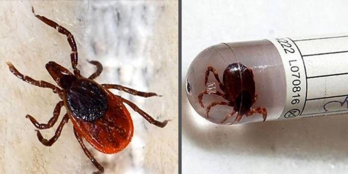 Uzmanlardan çiftçilere kene uyarısı: Isırınca ne yapmalı?