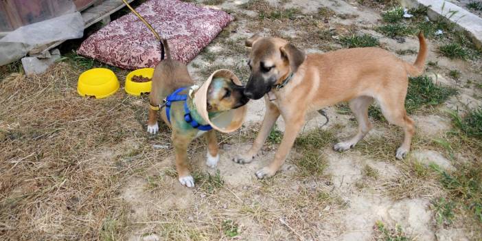 Kulakları jiletle kesilen yavru köpek sağlığına kavuştu