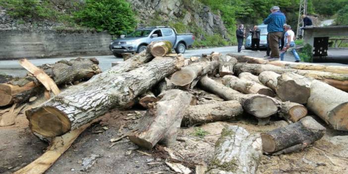 İkizdere'de kesilen ağaçlar muhtarlara 'sus payı' olarak mı veriliyor?