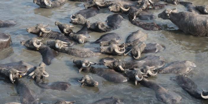 Afrika'nın Serengeti Parkı değil, Balıkesir Ovası