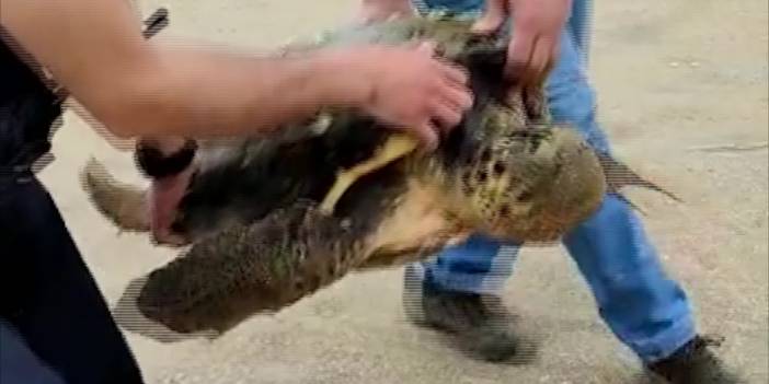 Yaralı deniz kaplumbağası kurtarıldı