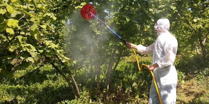 Fındık üreticilerine ilaçlama uyarısı